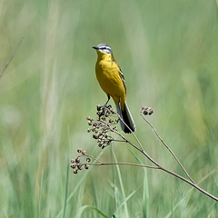 Motacilla flava beema