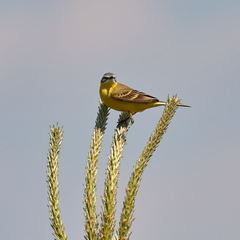 Motacilla flava beema