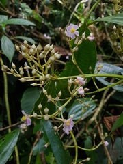 Miconia cooperi