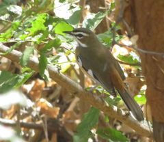 Cercotrichas quadrivirgata