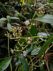 Miconia cooperi