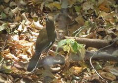 Cercotrichas quadrivirgata