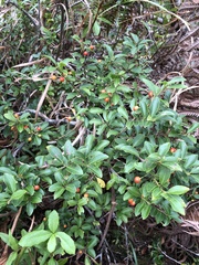 Ilex sugerokii