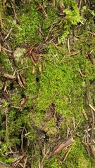 Weissia