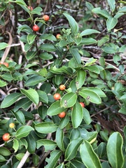 Ilex sugerokii