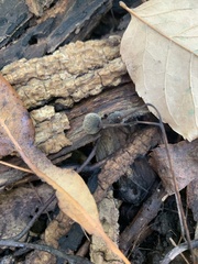 Auriscalpium vulgare