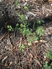 Cyclospermum