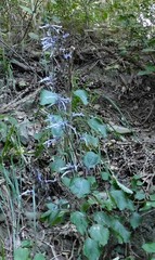 Plectranthus ambiguus