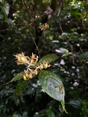 Arachnothryx calycosa