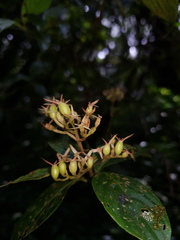 Arachnothryx calycosa