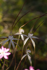 Caladenia varians