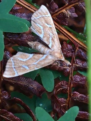 Panotima angularis