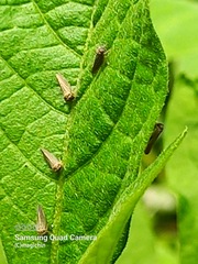 Agalliina