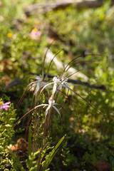 Caladenia varians