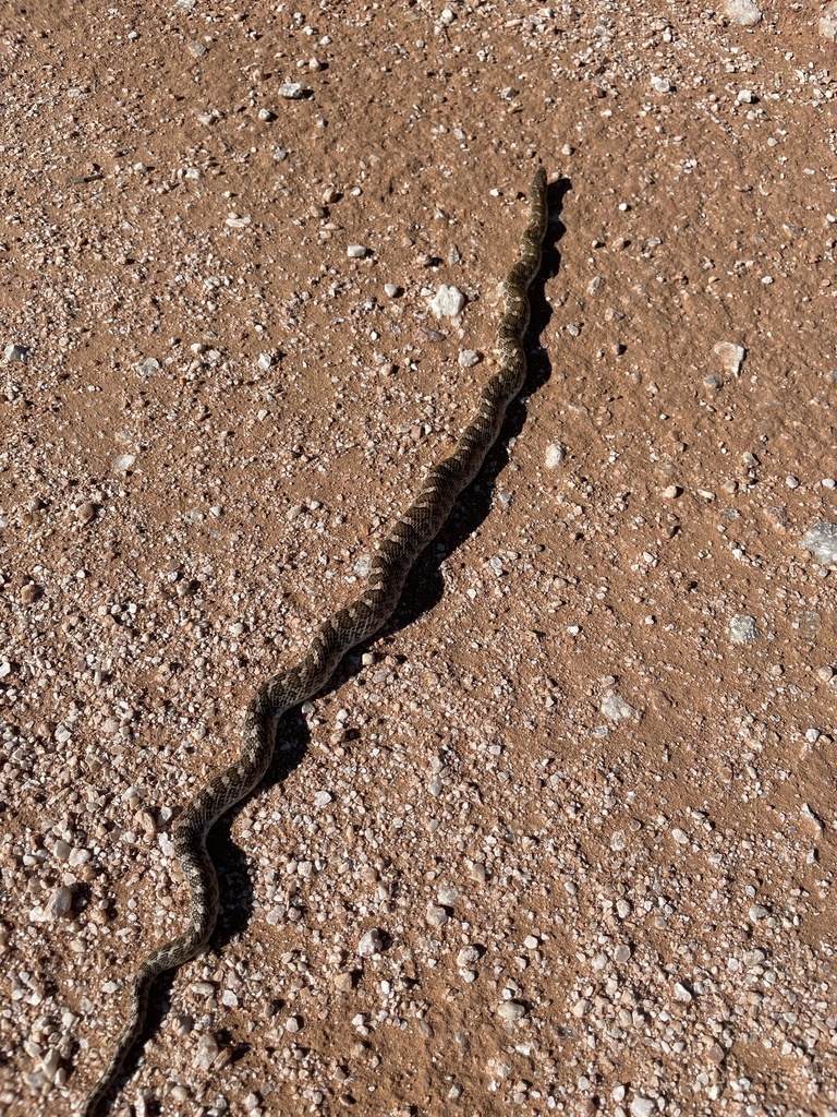Eastern Glossy Snake