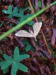 Panotima angularis