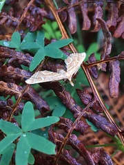 Panotima angularis