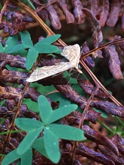 Panotima angularis