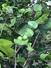 Citrus hystrix
