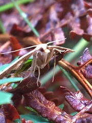 Panotima angularis