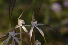 Caladenia varians