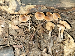 Cortinarius biriensis