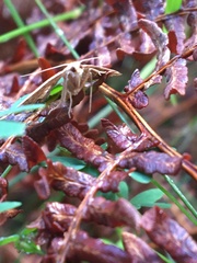 Panotima angularis