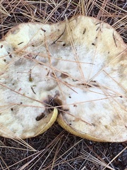 Suillus placidus