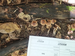 Cortinarius biriensis