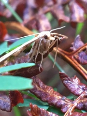 Panotima angularis