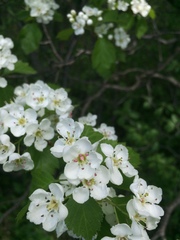 Crataegus scabrida