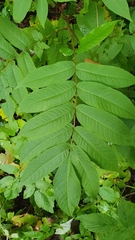 Juglans ailantifolia
