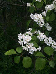Crataegus scabrida