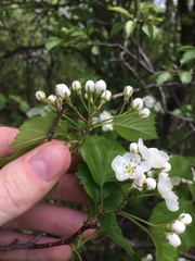 Crataegus scabrida
