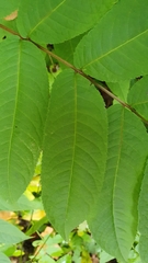 Juglans ailantifolia
