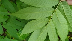 Juglans ailantifolia