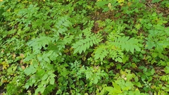 Juglans ailantifolia