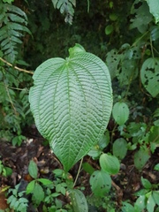 Miconia mortoniana