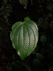 Miconia mortoniana