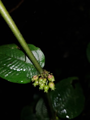 Miconia mortoniana