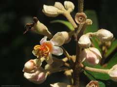 Miconia dodecandra