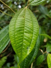 Miconia cuspidatissima