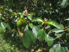 Miconia dodecandra