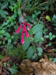 Scutellaria isocheila