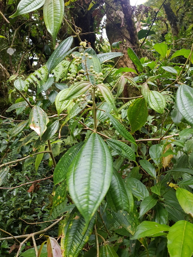 Miconia cuspidatissima image
