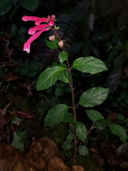 Scutellaria isocheila
