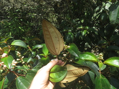 Miconia dodecandra