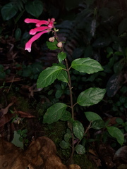 Scutellaria isocheila