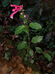 Scutellaria isocheila