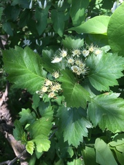 Crataegus irrasa